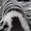 Alloy Luxe Cuddle Wild Jag 58"/60" Fabric per yard