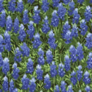 Wildflowers Basics Summer Bluebonnet Allover 44"/45" Fabric Per Yard